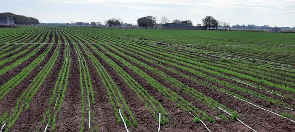 کشاورزی با آرایش کشت جدید؛ برداشت طلایی گندم در قزوین تضمین شد