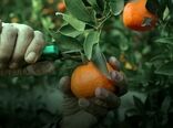 مدیریت علمی برداشت و انبارداری عامل اصلی تولید مرکبات باکیفیت و قابل رقابت در بازارهای جهانی است