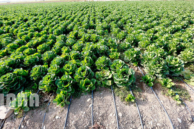 آبیاری قطره‌ای