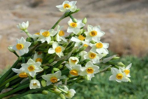 تولید سالانه بالغ بر ۲0 میلیون شاخه نرگس در خراسان جنوبی