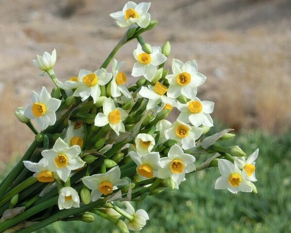 تولید سالانه بالغ بر ۲0 میلیون شاخه نرگس در خراسان جنوبی