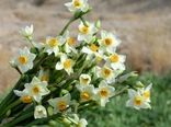 تولید سالانه بالغ بر ۲0 میلیون شاخه نرگس در خراسان جنوبی