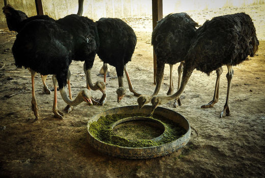 جویای کار بودم، با پرورش شترمرغ کارآفرینی کردم