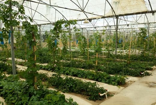 ایجاد نخستین نهالستان انگور گلخانه‌ای خراسان شمالی در مانه و سملقان