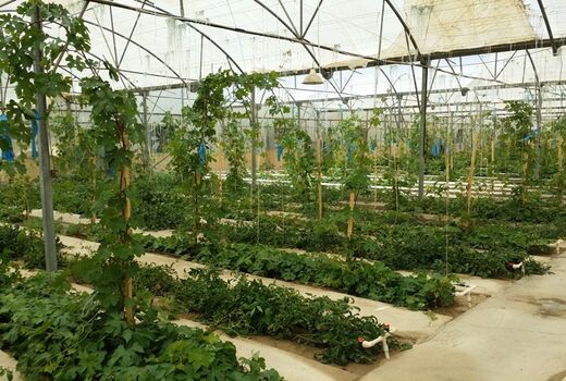 ایجاد نخستین نهالستان انگور گلخانه‌ای خراسان شمالی در مانه و سملقان