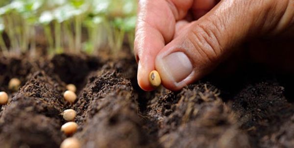 توزیع بیش از 36 هزار تن انواع بذر در بین کشاورزان ایلامی