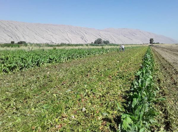 مشاهده پوسیدگی چغندر در اراضی کشاورزی شیروان