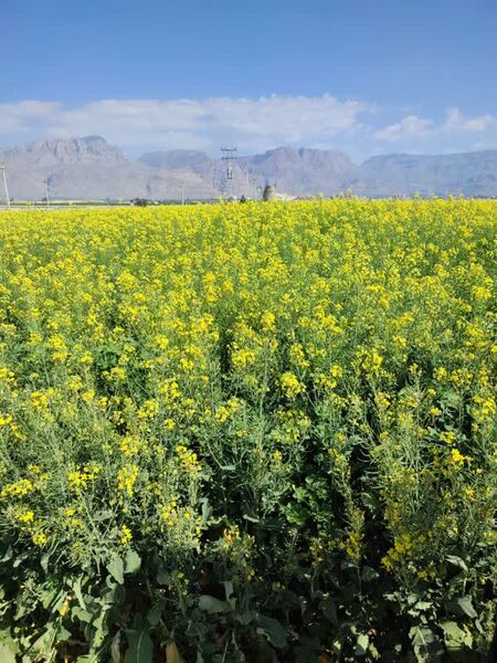پیش‌بینی افزایش سطح زیرکشت کلزا در داراب به ۱۱۰۰ هکتار  