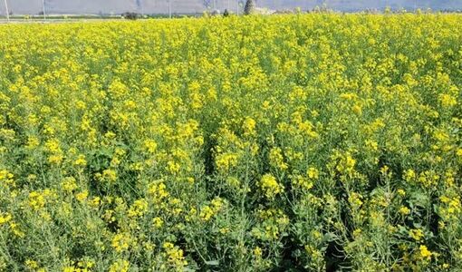 پیش‌بینی افزایش سطح زیرکشت کلزا در داراب به ۱۱۰۰ هکتار  