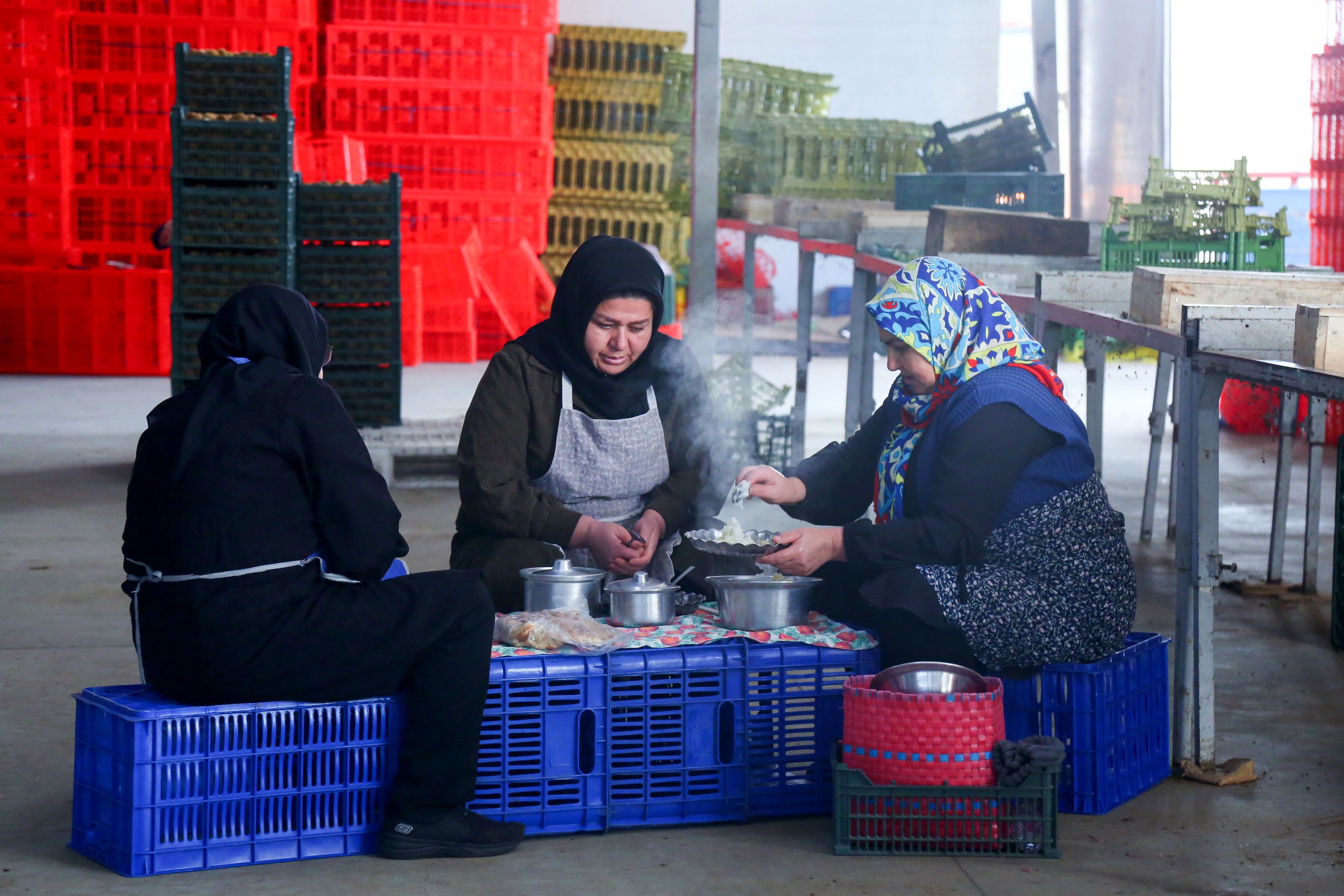  میوه ای شگفت انگیز به نام کیوی 
