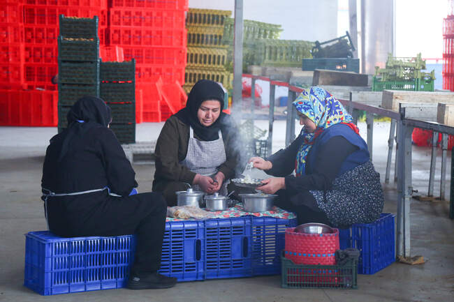 میوه ای شگفت انگیز به نام کیوی 