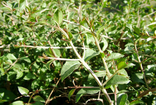 بیش از 5 هزار تن حنا در شهرستان دلگان برداشت شد