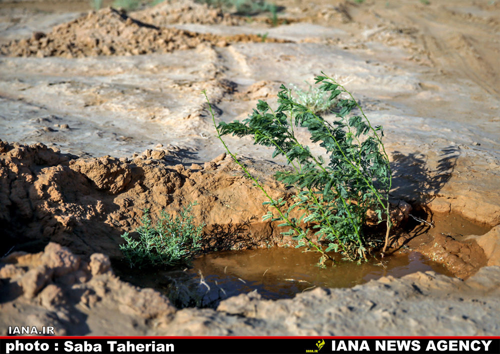  مقابله با بیان زایی