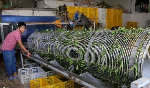 صنایع تبدیلی؛ حلقه مکمل تولید در کشاورزی