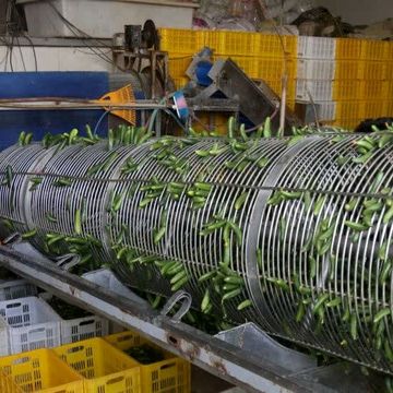 صنایع تبدیلی؛ حلقه مکمل تولید در کشاورزی