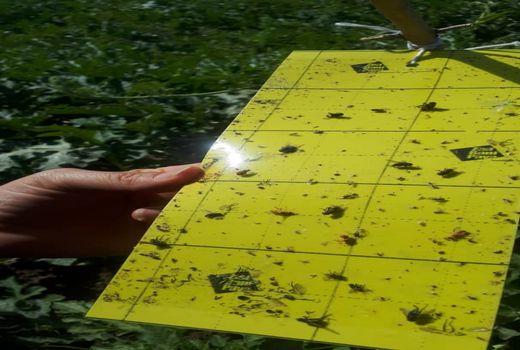 اجرای عملیات مبارزه غیر شیمیایی علیه آفات کشاورزی در فیروزآباد