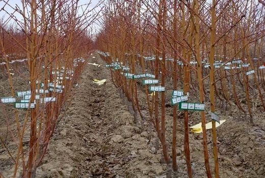 تولید ۱ میلیون اصله نهال شناسه دار در خراسان شمالی