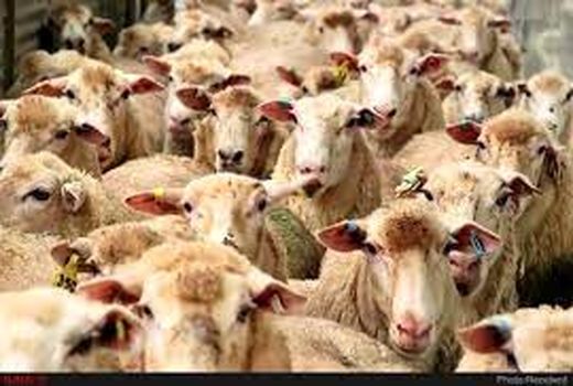 امسال استقبال دامداران از بیمه دام، افزایش داشته است