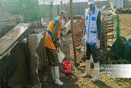 واکسیناسیون رایگان بیماری نیوکاسل در طیور بومی گتوند