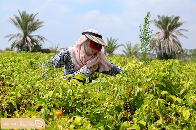 برداشت محصول گوجه فرنگی در میناب