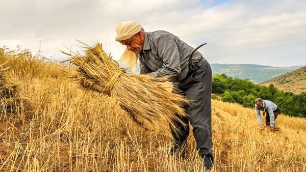 بهرهوری پایین و ضعف مکانیزاسیون در کشاورزی ایران/ راهکار چیست؟