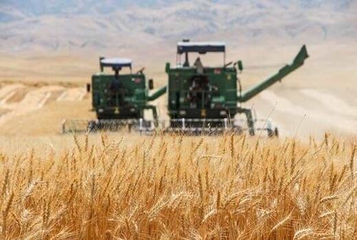 پیش‌بینی برداشت ۲۰۰هزارتن گندم در اصفهان/سورگم جایگزین ذرت می‌شود