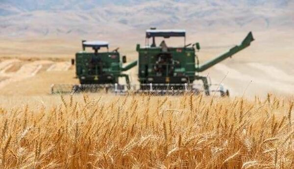 پیش‌بینی برداشت ۲۰۰هزارتن گندم در اصفهان/سورگم جایگزین ذرت می‌شود