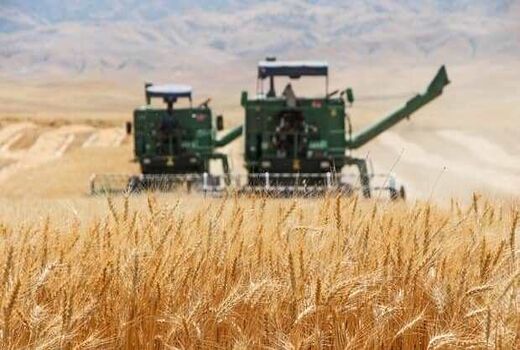 پیش‌بینی برداشت ۲۰۰هزارتن گندم در اصفهان/سورگم جایگزین ذرت می‌شود