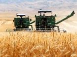 پیش‌بینی برداشت ۲۰۰هزارتن گندم در اصفهان/سورگم جایگزین ذرت می‌شود