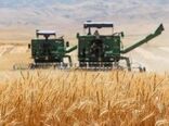پیش‌بینی برداشت ۲۰۰هزارتن گندم در اصفهان/سورگم جایگزین ذرت می‌شود