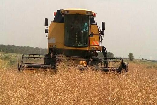 800 تن کلزا در شهرستان دشتستان برداشت می‌شود