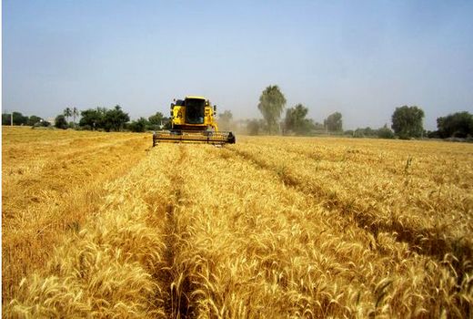 برداشت گندم و جو در گناوه/ وضعیت محصول در دیم‌زارها مطلوب نیست