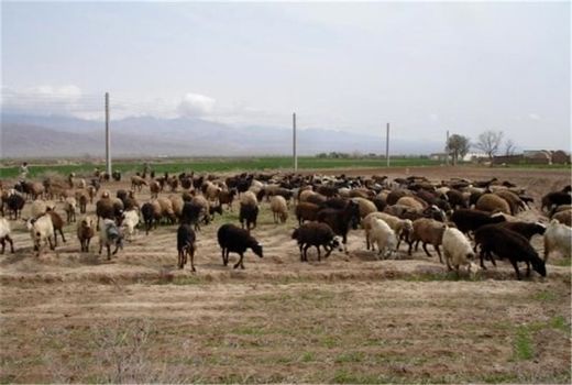 فعالیت ۷۰۹ واحد دامداری در خراسان جنوبی 