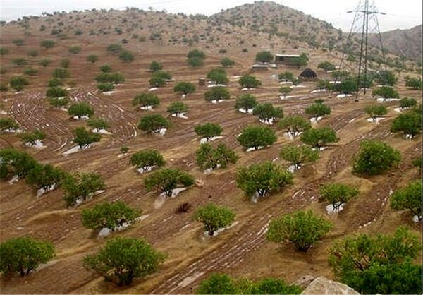 اراضی شیبدار برای احداث باغ واگذار می شود