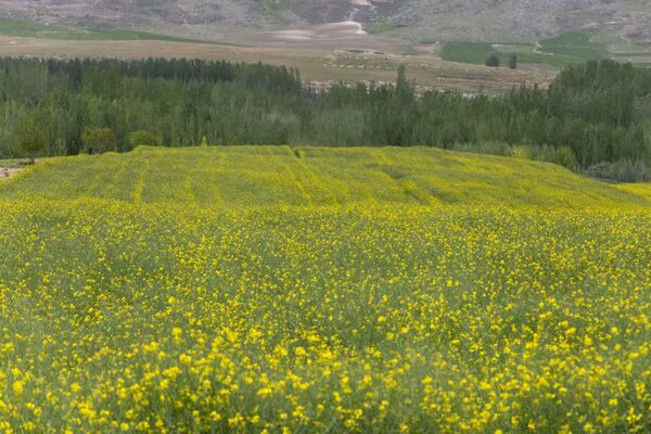 کشت پاییزه کلزا در چهارمحال و بختیاری آغاز شد