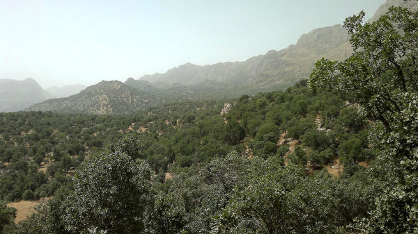 بلوط‌های زاگرس زیر لایه ریزگرد مسموم شده‌اند