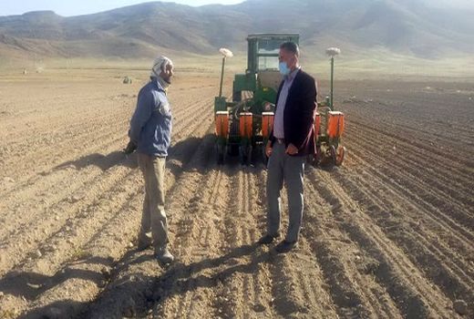 کاشت چغندر قند بهاره در اقلید ادامه دارد 