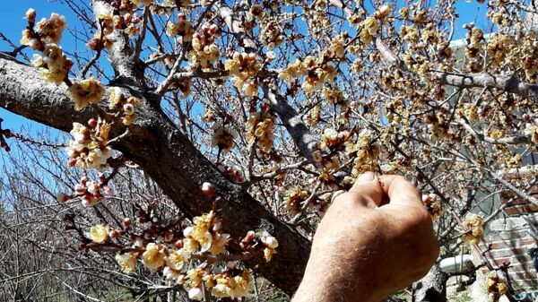 سرما ۲۶ میلیارد تومان به کشاورزان جاجرمی خسارت زد