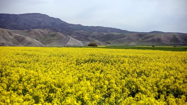 آغاز برداشت دانه های روغنی کلزا از مزارع کامیاران