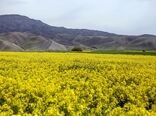 آغاز برداشت دانه های روغنی کلزا از مزارع کامیاران