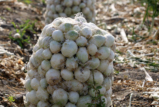   ثبت عملکرد ۱۹۰ تن  پیاز در هکتار در مزارع شهرستان فارسان