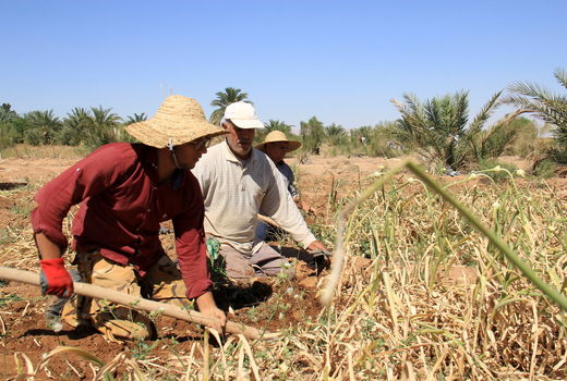 برداشت سیر در خور و بیابانک آغاز شد