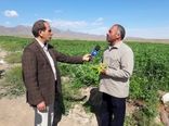 برداشت باقلا از مزارع شهرستان کاشان 