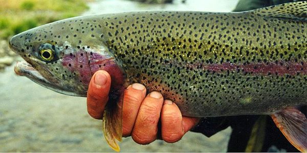 افت 25 درصدی صنعت تولید ماهی قزل‌آلا به واسطه بیماری VHS در هر سال/ تحقیقات برای ساخت واکسن VHS ادامه دارد