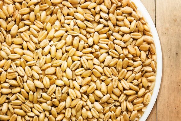 450 هزار تن بذر گندم اصلاح‌شده توسط شرکت‌های داخلی تولید می‌شود/ تشکیل شرکت تعاونی تخصصی بذر