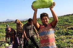 هندوانه هرمزگان امسال هم زینت بخش محفل شب یلدای ایرانی هاست