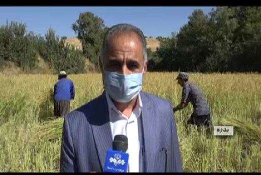 آغازبرداشت برنج از مزارع شهرستان بدره