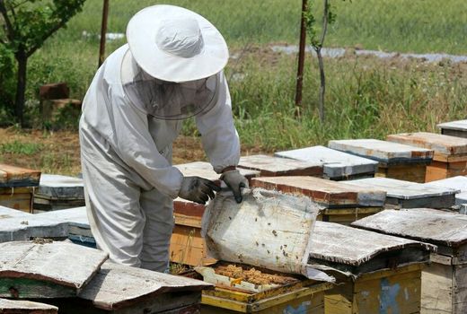 اکسیر امید و تلاش 5 کندو را به 100 کندو تبدیل کرد/ جوانی که با حمایت بسیج به جرگه «کارآفرینان» پیوست