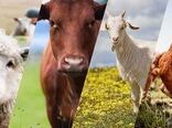تولید دام سنگین و طیور، مازاد بر مصرف استان بوشهر است 