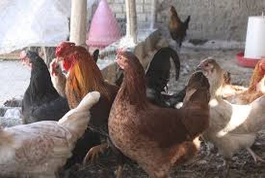 برگزاری دوره مهارتی پرورش مرغ بومی در حمیدیه